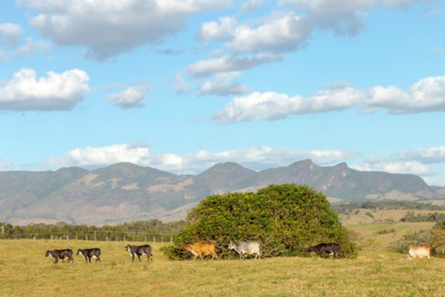 Fazendas à Venda em Goiás: vale a pena investir em terras em Goiás?