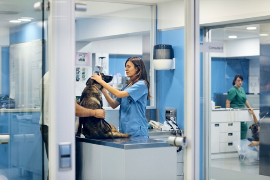Hospital veterinário à venda: o que devo saber antes de comprar um hospital veterinário?
