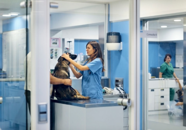 Hospital veterinário à venda: o que devo saber antes de comprar um hospital veterinário?