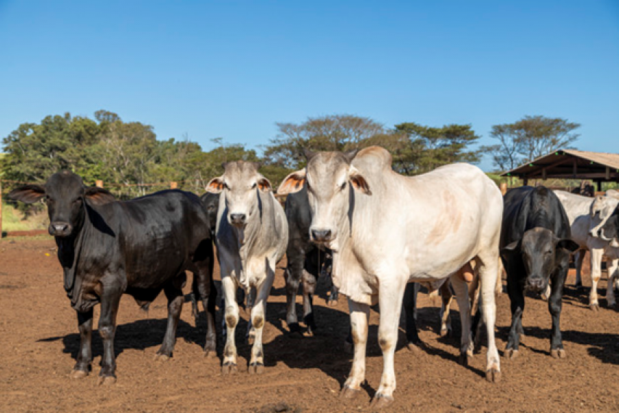 Por que esse é um bom momento para comprar fazenda?