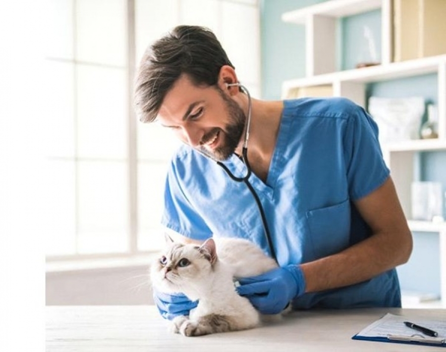 Clínica veterinária à venda, dicas para uma boa gestão