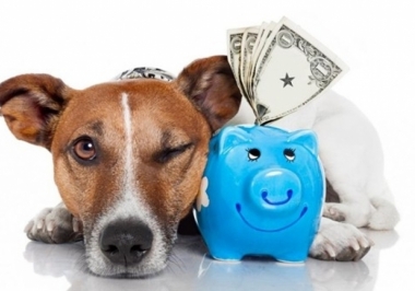 Conheça as melhores opções de investimento no mercado pet