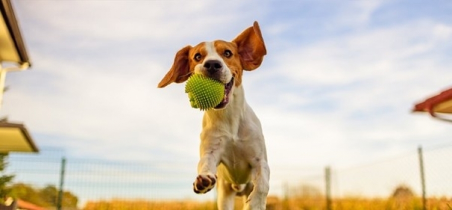 Hotel para cães: 6 razões para apostar nessa tendência