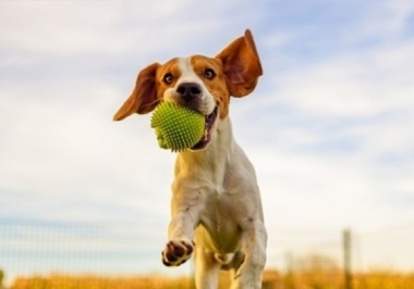 Hotel para cães: 6 razões para apostar nessa tendência
