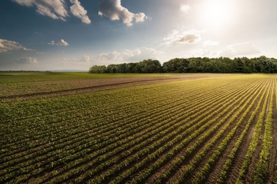 Dicas para se planejar financeiramente para comprar uma fazenda