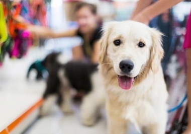 Pet shop à venda: descubra as vantagens de investir nesse ramo