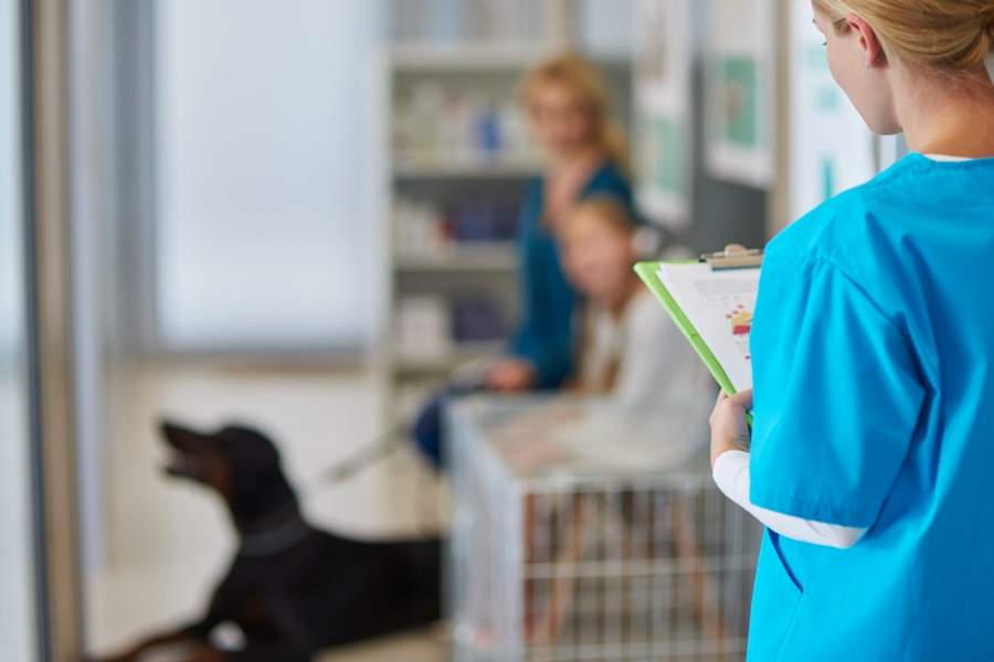 Hospital veterinário à venda: o que saber antes de comprar um hospital veterinário?