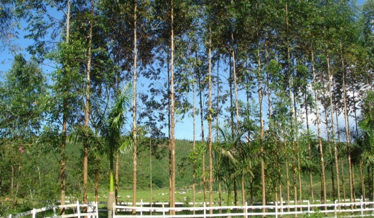 Fazenda em Juiz de Fora  - 357 hectares