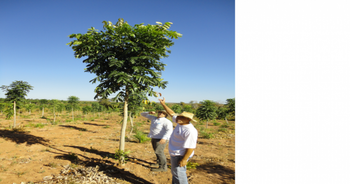 VENDO FAZENDA,  OPORTUNIDADE MARAVILHOSA EM TOCANTIS