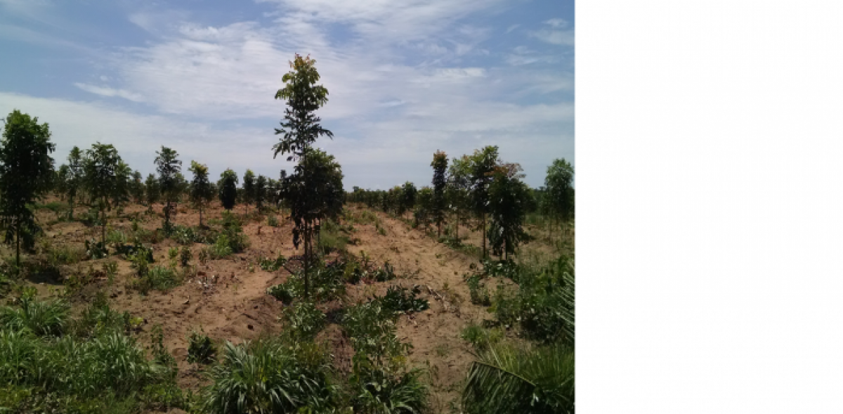 VENDO FAZENDA,  OPORTUNIDADE MARAVILHOSA EM TOCANTIS