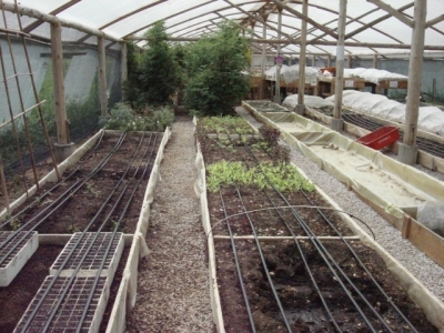 Empresa produção de cogumelos e verduras orgânicos