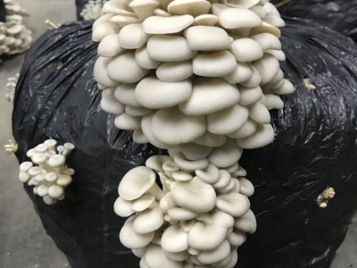 Produção e distribuição de Cogumelos comestíveis