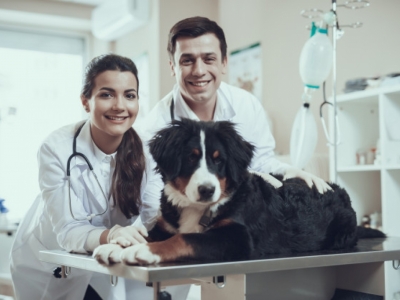 Clínica Veterinária Completa à venda