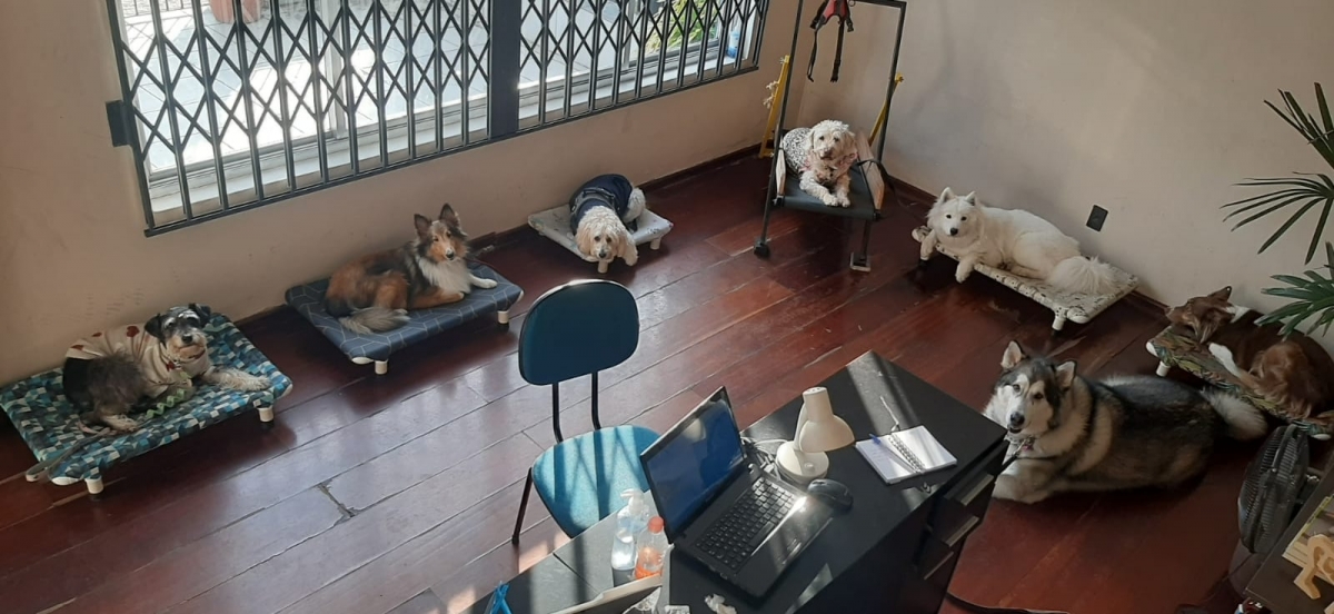Escola para cães montada e funcionando em Santo André