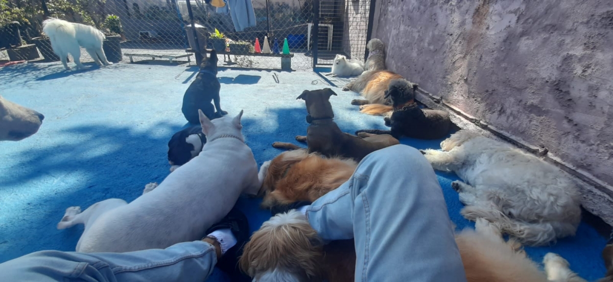 Escola para cães montada e funcionando em Santo André