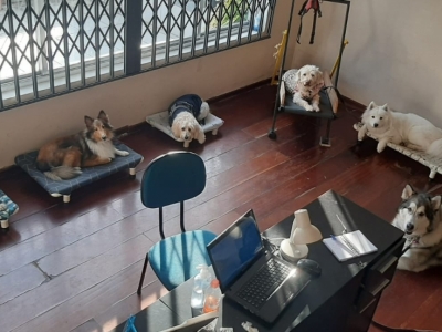 Escola para cães montada e funcionando em Santo André
