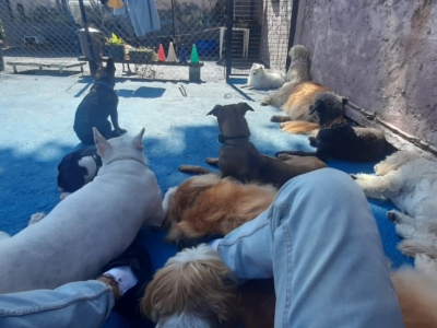 Escola para cães montada e funcionando em Santo André