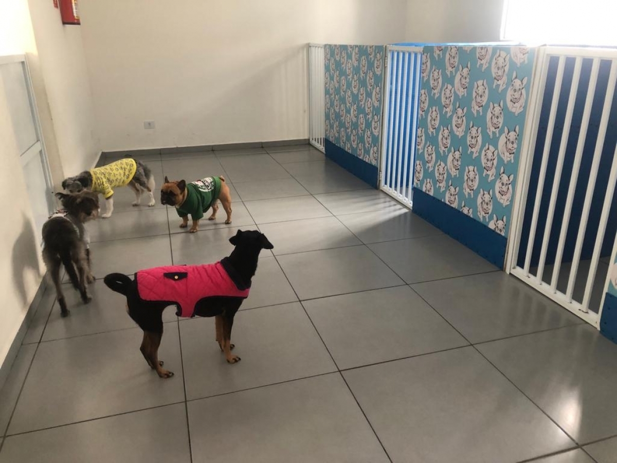 Hotel para Cães com Necessidades Especiais