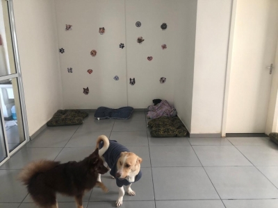 Hotel para Cães com Necessidades Especiais