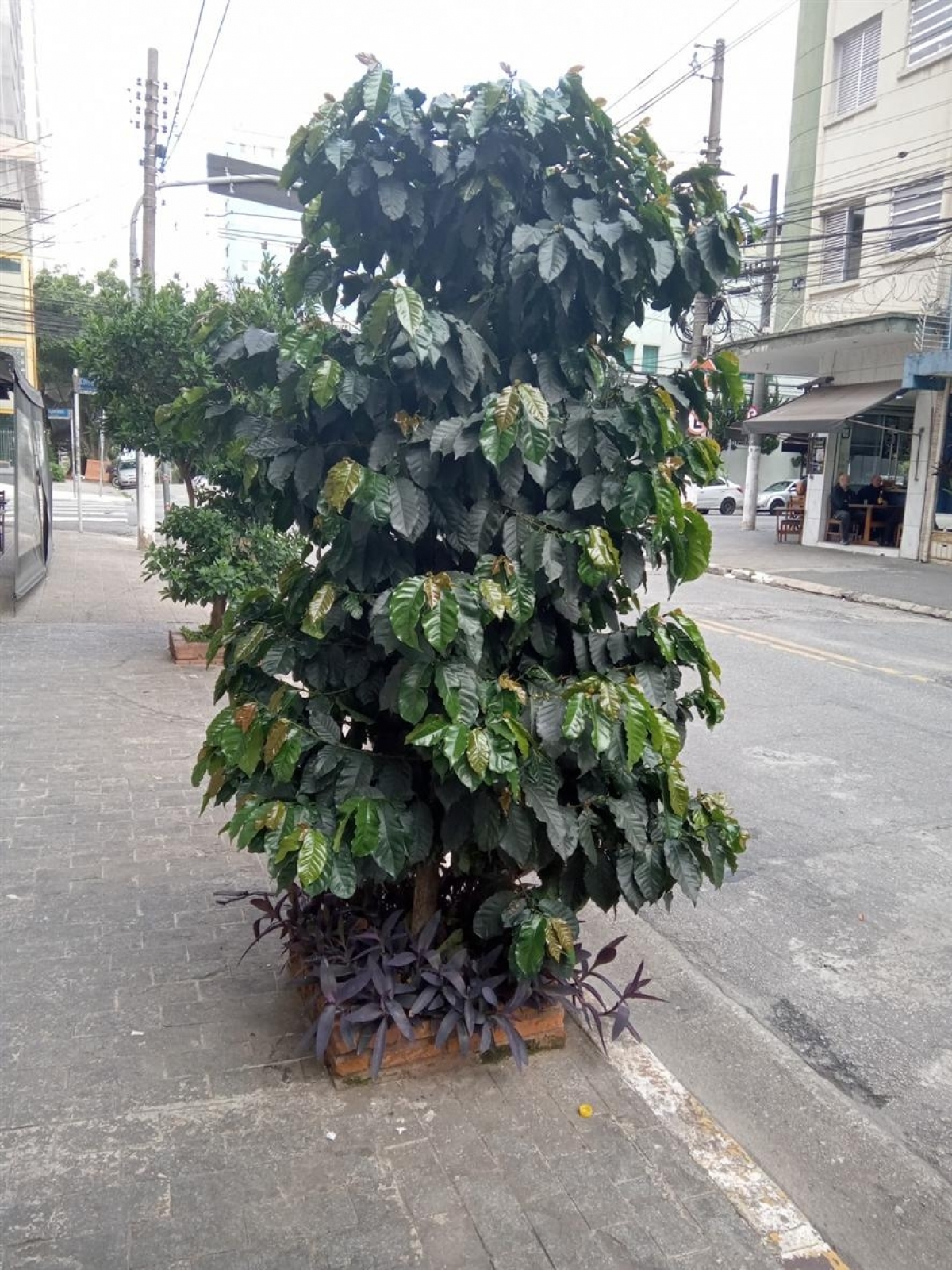 Comercio e Locação 