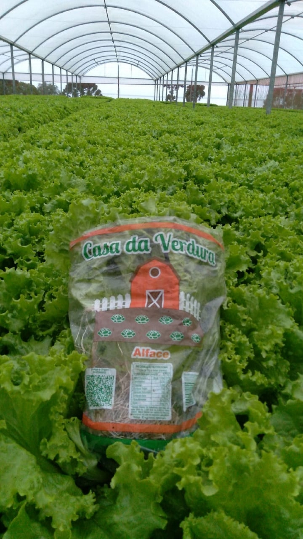 Verduras distribuição 