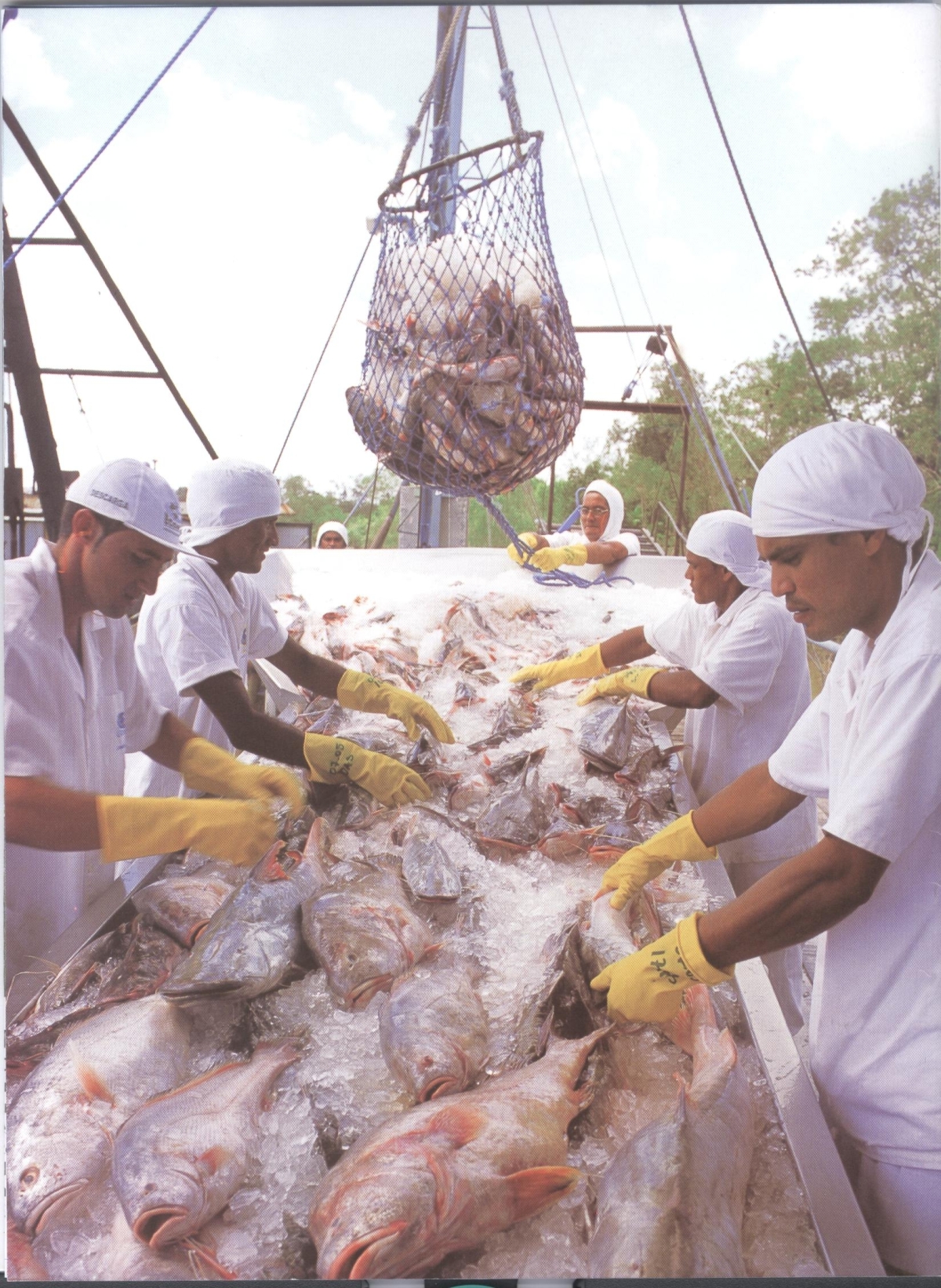 INDUSTRIA DE PESCA NO PARÁ