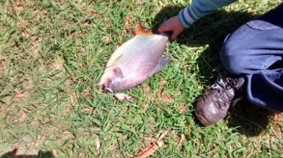 Pesque e Pague Novo Pantanal