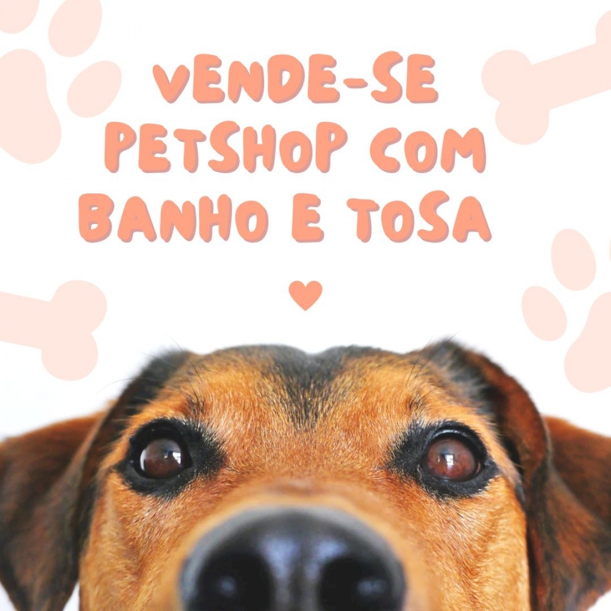 Petshop novo e completo. 