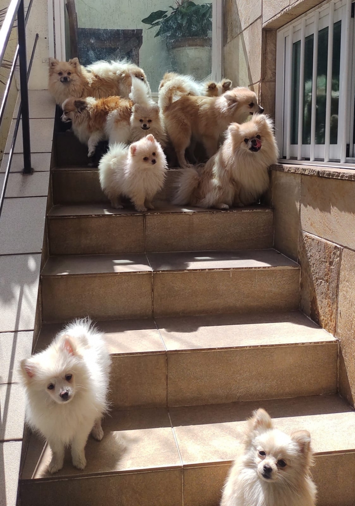 Criação de Spitz Alemão ou Lulu da Pomeranea 