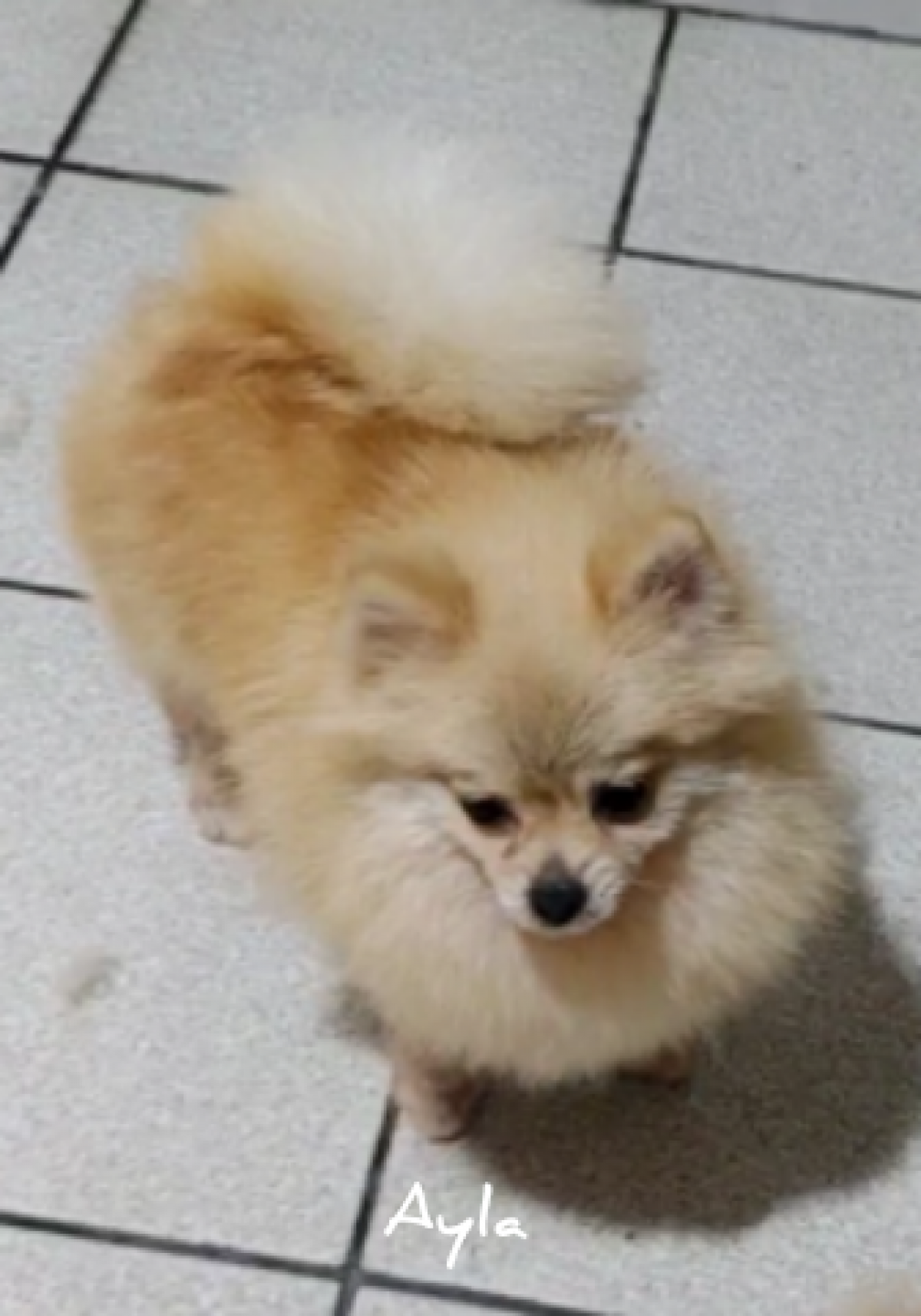 Criação de Spitz Alemão ou Lulu da Pomeranea 