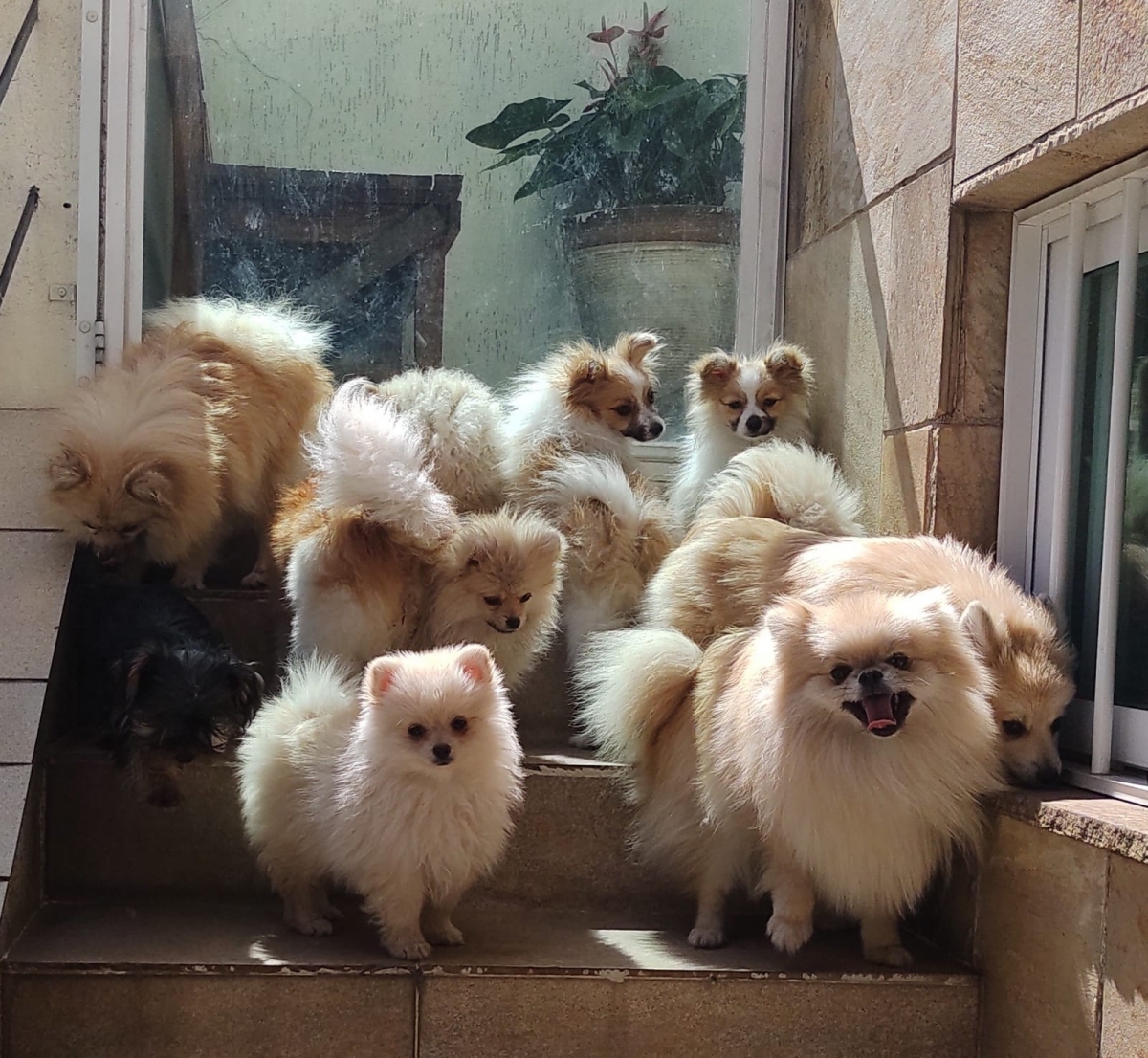 Criação de Spitz Alemão ou Lulu da Pomeranea 