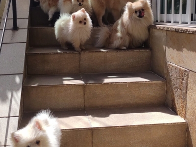 Criação de Spitz Alemão ou Lulu da Pomeranea 