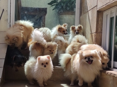 Criação de Spitz Alemão ou Lulu da Pomeranea 