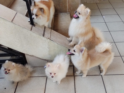 Criação de Spitz Alemão ou Lulu da Pomeranea 