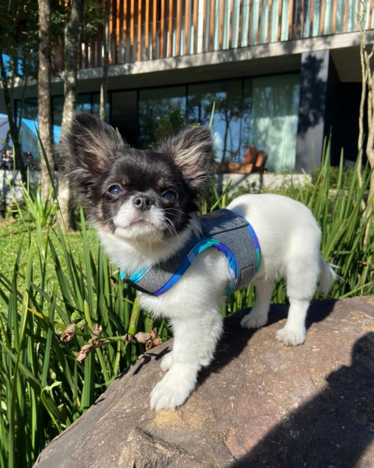 Marca de Acessórios Pet Premium - Atuação Nacional