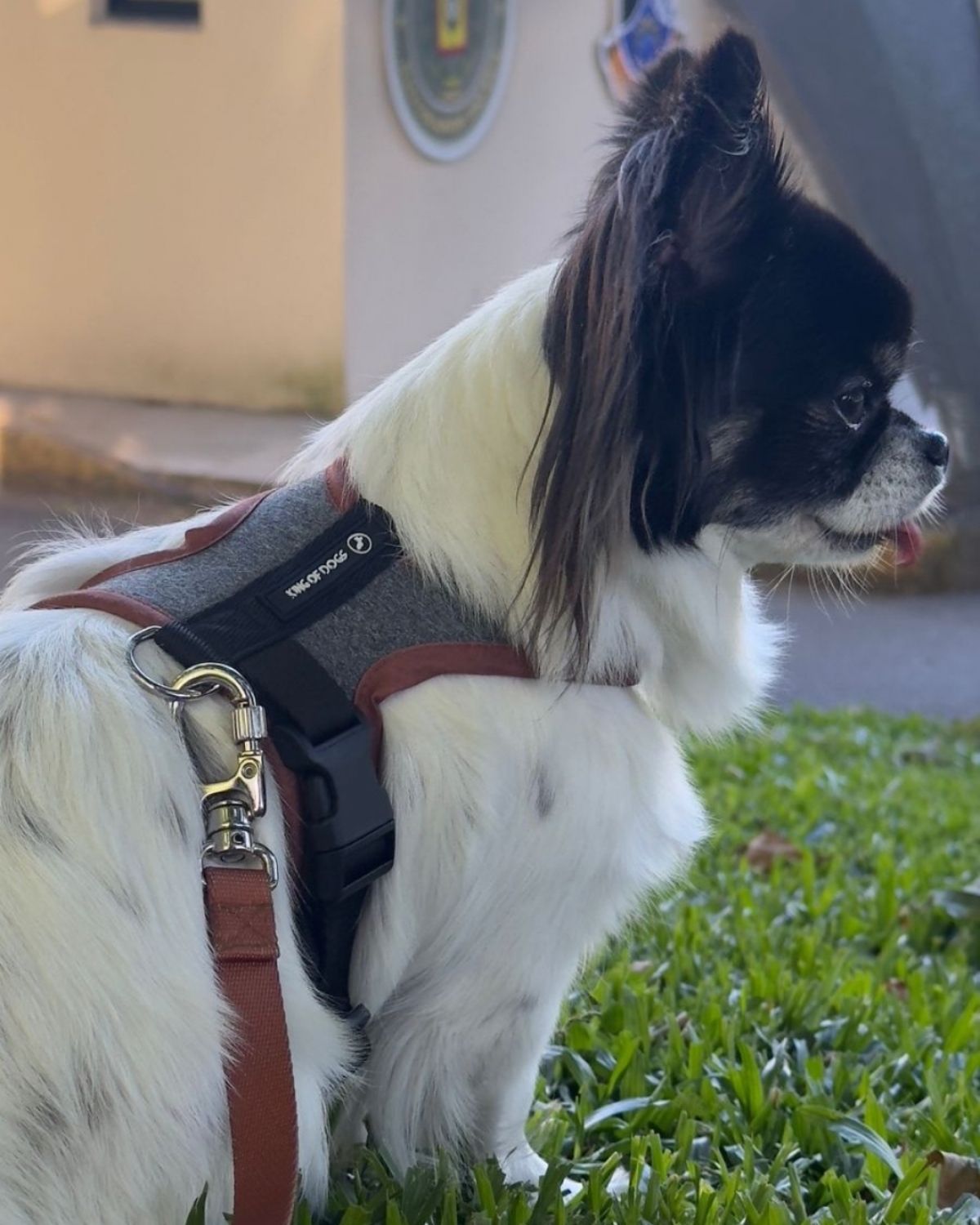 Marca de Acessórios Pet Premium - Atuação Nacional