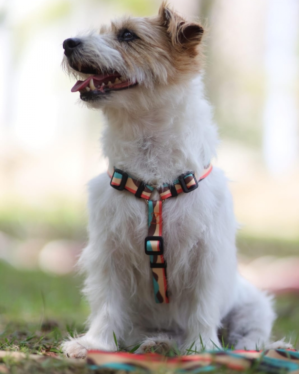 Marca de Acessórios Pet Premium - Atuação Nacional