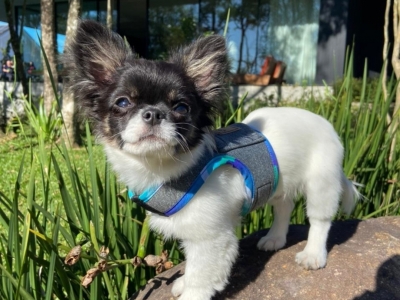 Marca de Acessórios Pet Premium - Atuação Nacional