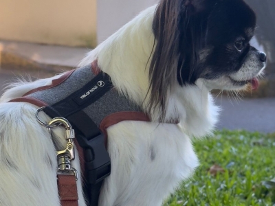 Marca de Acessórios Pet Premium - Atuação Nacional