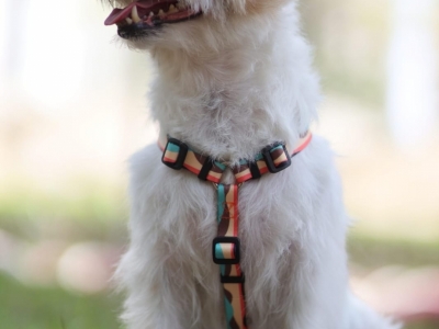 Marca de Acessórios Pet Premium - Atuação Nacional