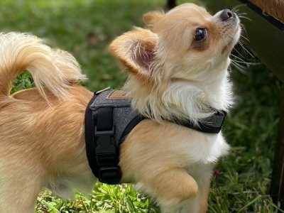 Marca de Acessórios Pet Premium - Atuação Nacional