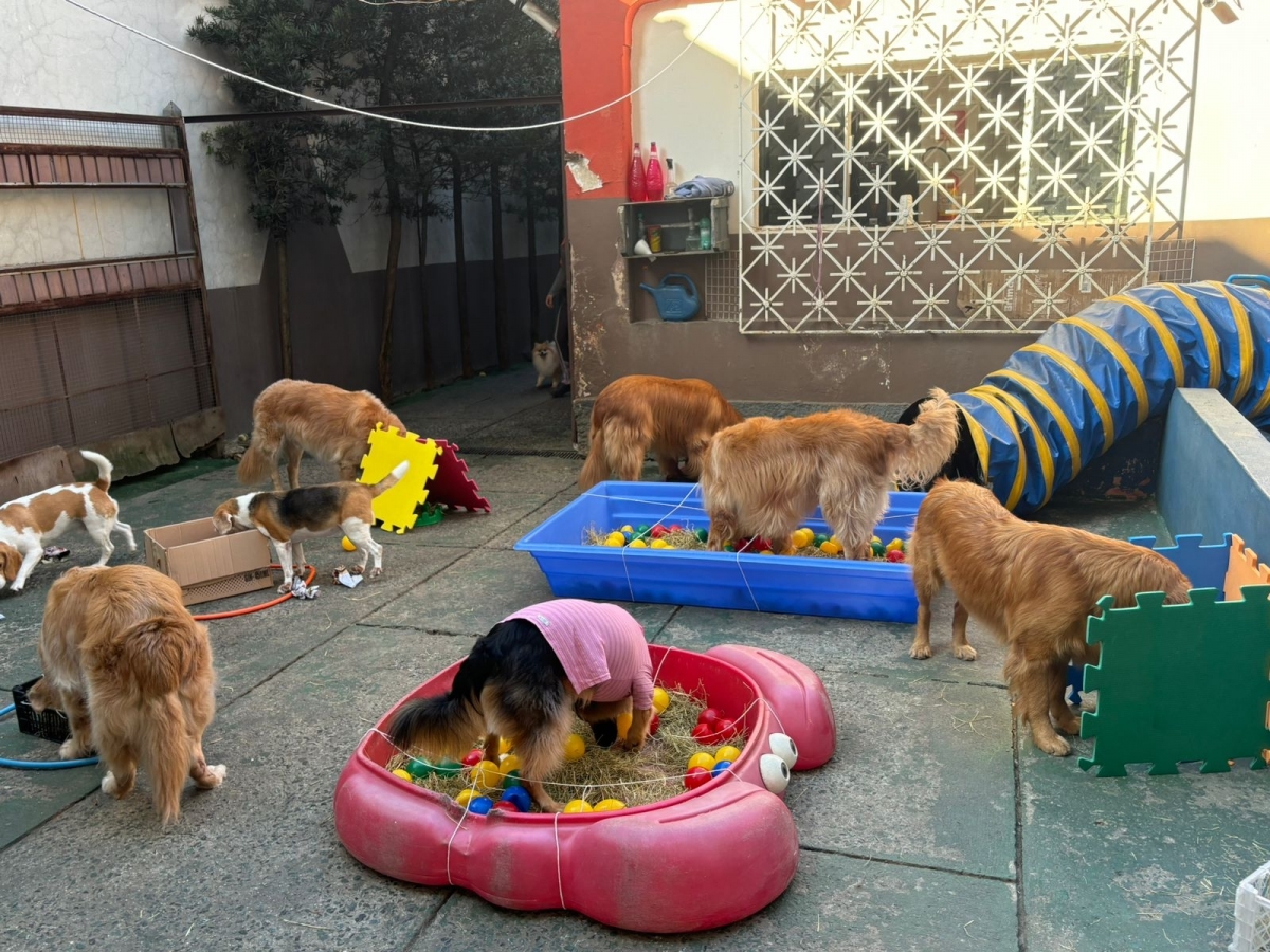 Venda de Creche e Hotel de cães