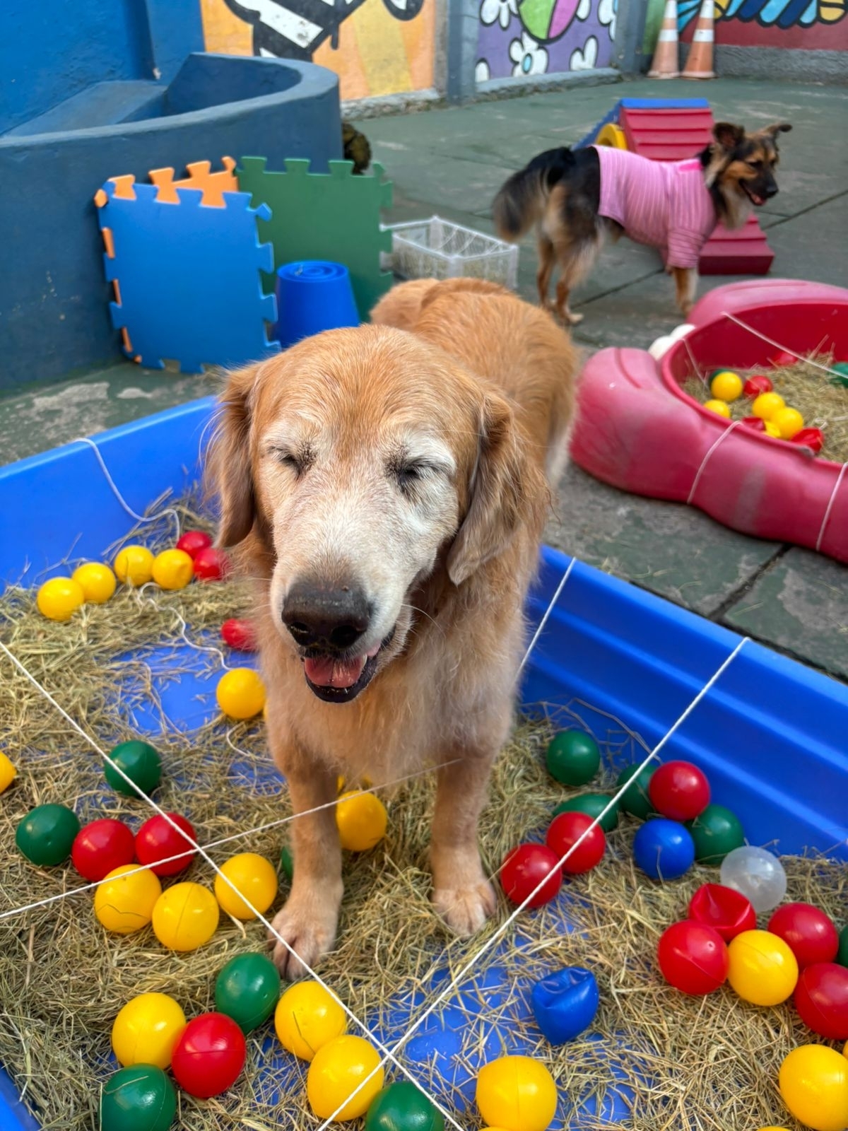 Venda de Creche e Hotel de cães