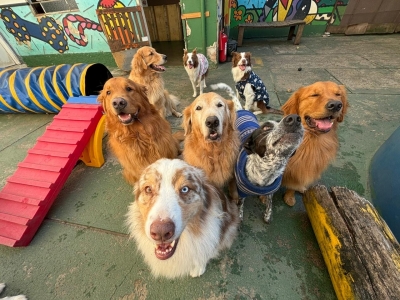 Venda de Creche e Hotel de cães