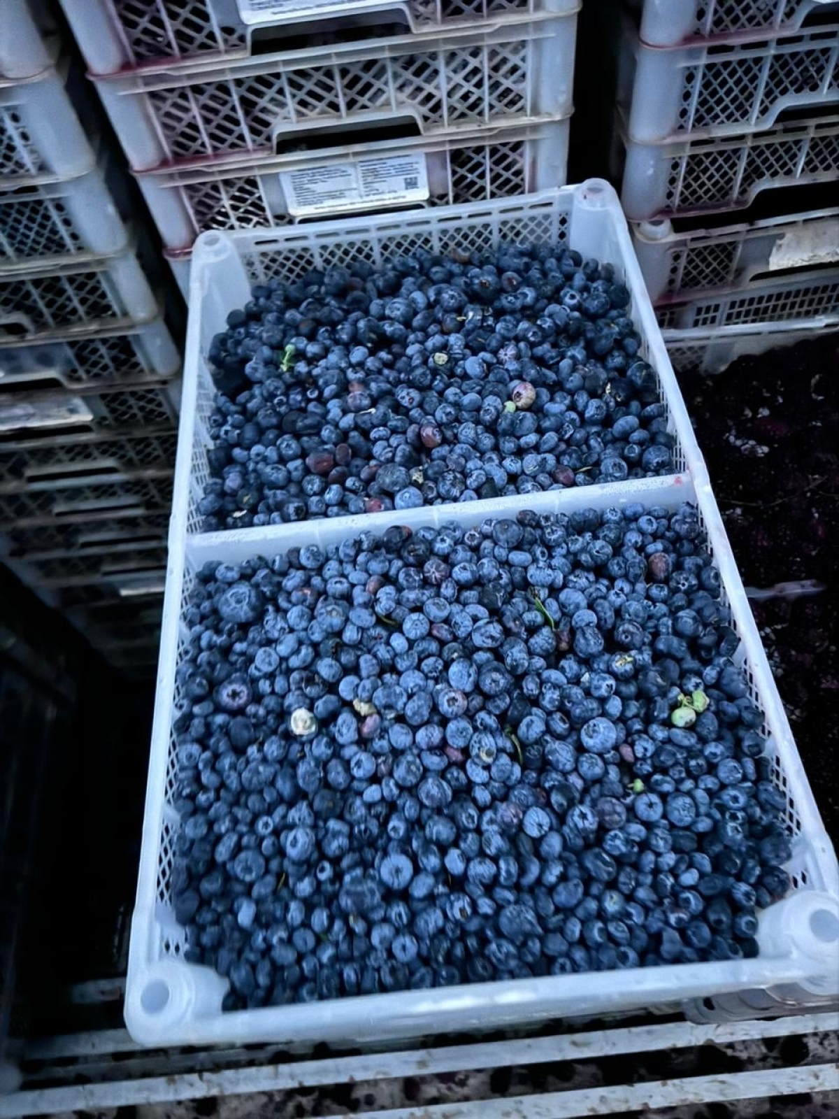 Fabrica de frutas congeladas 