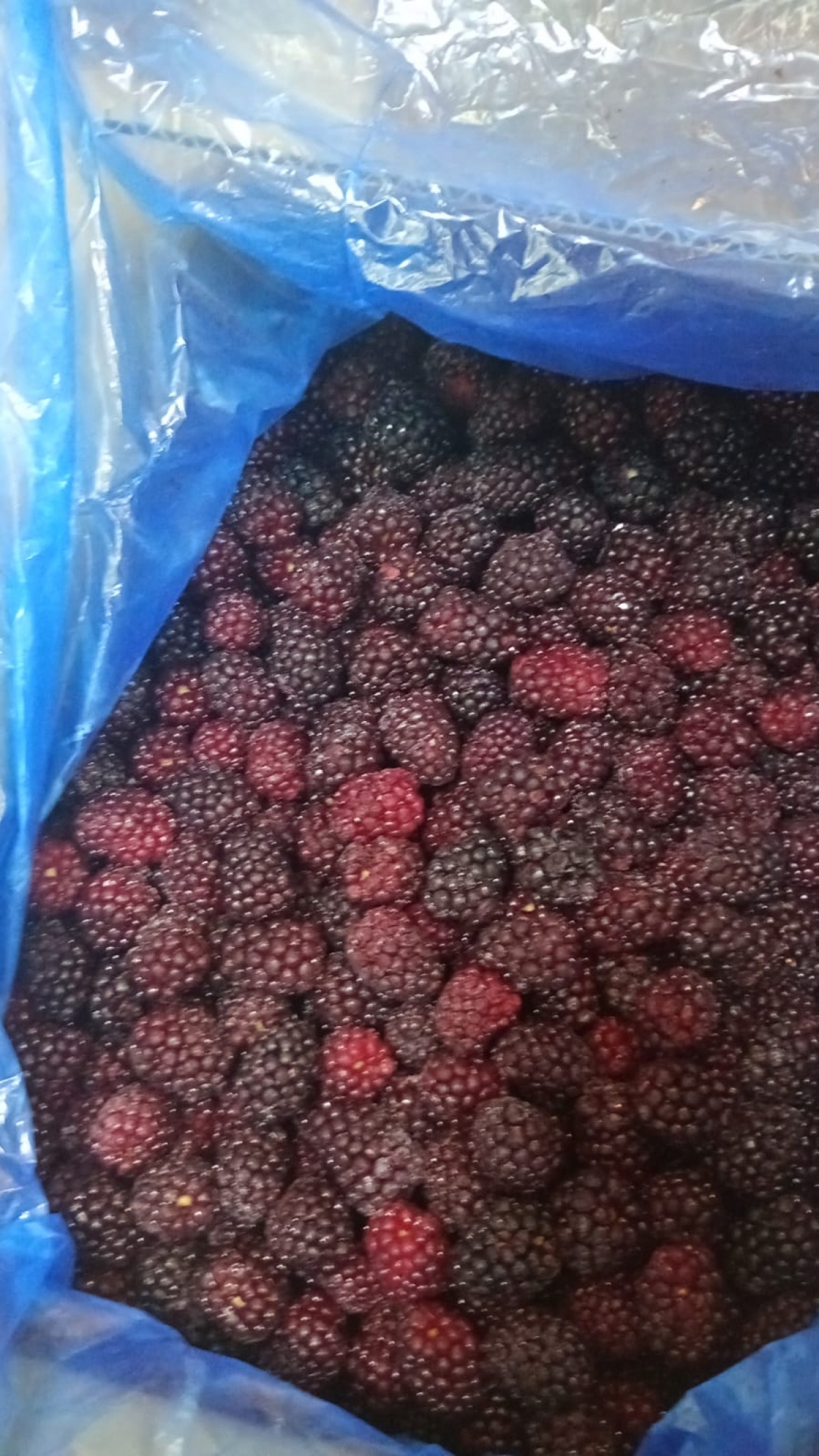 Fabrica de frutas congeladas 