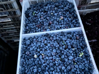 Fabrica de frutas congeladas 