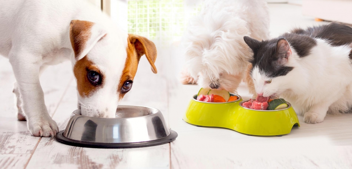 Produção de Alimento Natural para cães e gatos