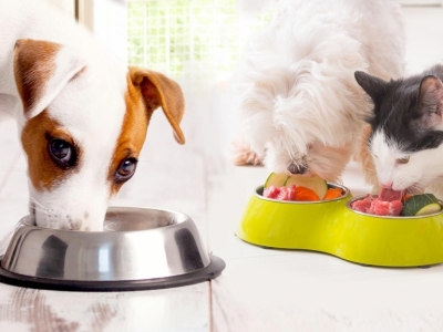 Produção de Alimento Natural para cães e gatos