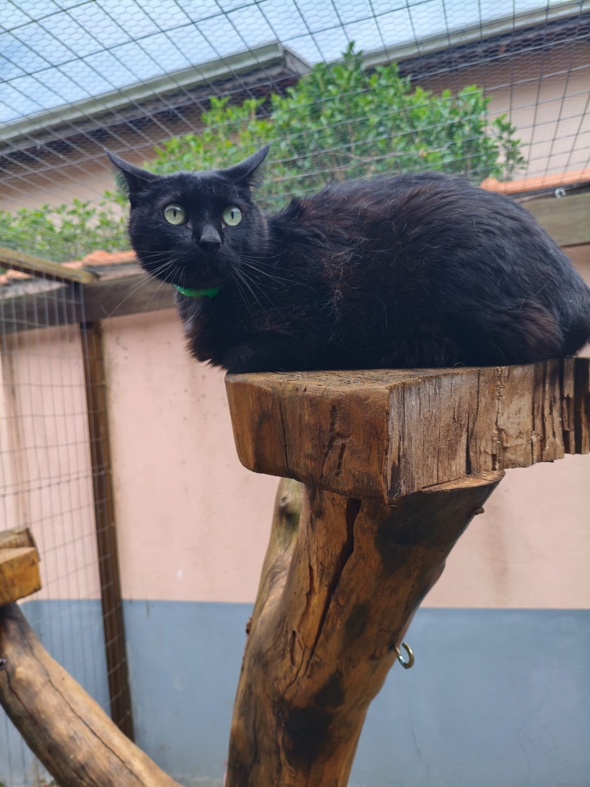 Porteira Fechada: Clínica Veterinária e Hotel Pet em centro-oeste paulista